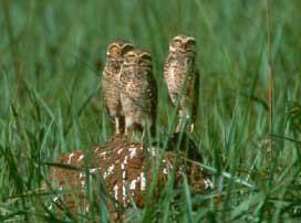 Burrowing Owl