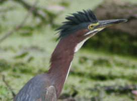 Great Green Heron