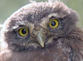 Barn Owl